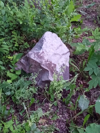 A light-colored rock is centrally located in a patch of overgrown greenery. The rock appears to be angular and has some darker, purplish coloration. The surrounding vegetation is lush and varied, with different shades of green leaves and thin stems. The ground beneath is a mix of dark soil and leaf litter. The scene suggests an outdoor environment, possibly a natural or unkempt area within or near Novotroitsk, Russia. No people or animals are visible.