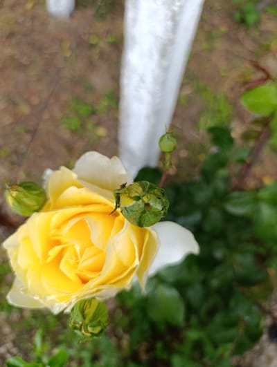 The image displays a vibrant yellow rose in bloom, accompanied by multiple green rosebuds, situated in an outdoor setting in Nikolichevtsi, Bulgaria. The central rose exhibits densely packed bright yellow petals, transitioning to a lighter, almost white hue on its outermost petals. Surrounding this open bloom are several tightly closed green rosebuds; one is visible to the upper left, another to the upper right with visible developing sepals, and a third is positioned below the primary rose. The background is rendered with a shallow depth of field, showing blurred brown soil interspersed with patches of indistinct green foliage. A prominent, vertically oriented white object, consistent with a painted wooden post or garden support, runs along the right side of the frame, also out of focus. Additional blurred dark green foliage is visible in the lower and upper right quadrants. No human figures, animals, or specific interactions are present in the scene.