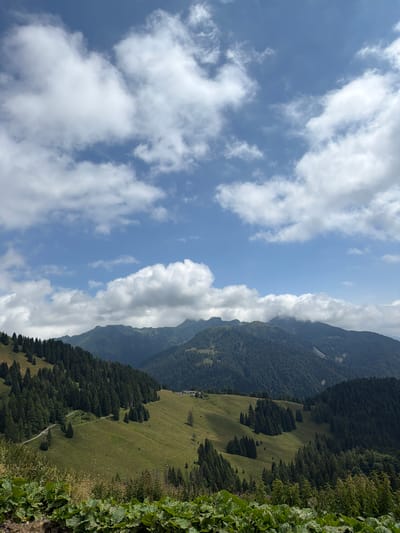 This is a landscape photograph taken from a high vantage point, looking down upon a valley in the Ampezzo / Dimpeç region of Italy. The sky is a vibrant blue, dotted with fluffy white clouds. Rolling green hills, covered in a mix of lush grass and dense evergreen trees, dominate the middle ground. A winding dirt path is visible traversing one of the grassy slopes. In the distance, a range of majestic mountains stretches across the horizon, their peaks partially shrouded in mist and clouds. A small building, possibly a farmhouse or refuge, can be seen nestled on a hillside in the distance. The foreground features large, vibrant green leaves of some sort of plant, adding depth and texture to the image. The scene evokes a sense of natural beauty and tranquility.