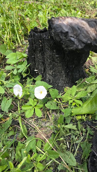 The image shows a close-up, slightly elevated view of the ground, with a charred piece of wood in the left half and lush green vegetation surrounding it. Two small, white trumpet-shaped flowers with yellow centers are blooming amidst the greenery. The wood appears to be a section of a burnt log or branch, with a rough, cracked texture and a dark, almost black color. The surrounding vegetation consists of various types of leaves and stems, creating a dense ground cover. Some dry leaves and thin twigs are also visible amongst the green plants. The lighting suggests it might be daytime, possibly overcast as there are no strong shadows. The scene depicts nature's resilience, with new life emerging around the remains of a fire. The location is identified as Abinsk, Russia. There is no visible text in the image.