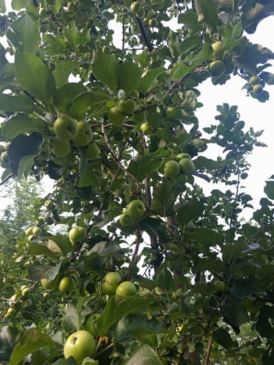 The image displays a close-up view of an apple tree laden with numerous green apples and abundant foliage. The branches and leaves are intricately interwoven, with some apples hanging individually and others clustered together. The dappled sunlight filters through the leaves, creating a play of light and shadow across the scene. The background is dominated by the white sky, with a hint of distant green foliage suggesting a natural environment. The location is identified as Poltavka, Kyrgyzstan. There are no people or animals visible in the image, and no specific actions are depicted other than the natural growth of the fruit on the tree. The overall impression is one of abundance and natural growth.