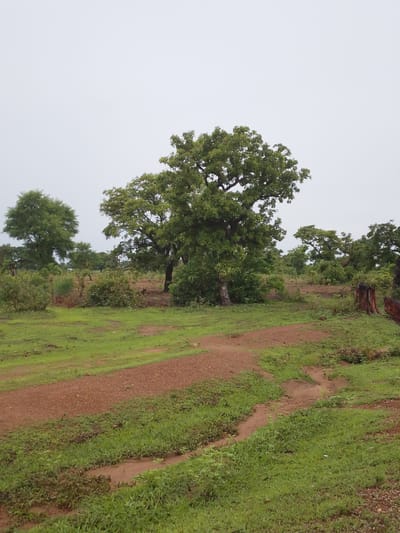 A medium shot captures an overcast day in Jauro Garmaho, Nigeria, showcasing a rural landscape dominated by lush green vegetation and scattered trees. The foreground features a dirt path winding through vibrant green grass, with patches of darker soil and some water erosion evident. The path leads into a clearing where several trees stand prominently. The largest, a mature tree with a thick trunk and expansive green foliage, is situated slightly right of the center, casting subtle shadows. To its left, another large tree with a fuller canopy adds to the dense greenery. In the background, more trees and bushes create a layered effect, extending towards a hazy horizon. The sky is a uniform, pale gray, indicating cloudy weather. The scene is devoid of human presence, focusing entirely on the natural environment. The image composition highlights the texture of the grass and dirt path, the varied shapes and sizes of the trees, and the overall tranquil, undeveloped setting.