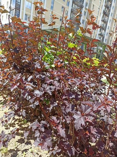 A close-up, ground-level outdoor shot features a dense bush with dark reddish-purple and some green leaves in the foreground. The bush is planted in sandy soil, with some dry grass and small green shoots emerging from the ground. The background shows a modern, light-colored residential building with multiple windows and balconies. The scene is illuminated by bright sunlight, casting shadows from the bush onto the ground. The location is identified as Ostafievo, Russia.