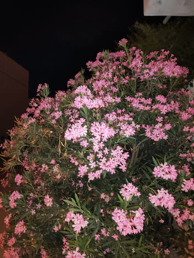 This image is a medium shot of a flowering oleander bush, likely in a residential area at night. The bush is densely packed with small, delicate pink flowers, interspersed with long, narrow green leaves. The background is dark, suggesting the photo was taken after sunset, with a faint hint of a building on the left and some darker foliage in the upper right. There are no people or animals visible in the frame. The overall scene is one of natural beauty against a backdrop of urban elements.