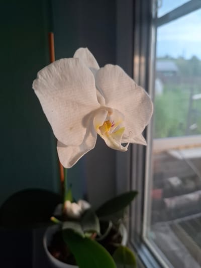 A close-up, medium shot captures a single white orchid flower with a yellow and purple center. The orchid is illuminated by natural light, possibly sunlight, casting a warm glow on its petals. The flower is positioned in the foreground, slightly to the left of center, with its stem extending downwards and slightly out of frame to the left. Behind the orchid, out of focus, are dark green leaves and the rim of a white pot. To the right of the orchid, a window frame with mullions is visible, looking out onto a blurred outdoor scene with greenery and a building. The background on the left is a dark, solid wall.
While the image itself does not contain any direct indicators of its location in Sosnovka, Russia, this photograph depicts a common household or indoor plant, a white orchid, placed near a window. Such scenes are typical of residential or domestic settings. The environment suggests an indoor setting looking out onto a potentially suburban or rural landscape, common in many locations, including Sosnovka, Russia. The lighting and focus suggest the photo was taken indoors during daylight hours, possibly in the late afternoon given the warm quality of the light. There are no people or animals visible in the image.