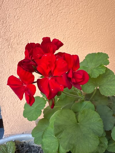 A close-up shot features a cluster of vibrant red geranium flowers in full bloom, positioned in the lower left quadrant against a textured, peachy-orange wall. The petals of the flowers exhibit a deep, rich red hue, with subtle water droplets scattered across their surface, suggesting recent watering or dew. The flowers are supported by green stems and surrounded by lush, green leaves, characteristic of geranium plants, some of which display light green spotting. The plant appears to be in a pot, indicated by a sliver of a gray rim visible at the bottom of the frame, filled with dark soil. The lighting suggests it is daytime, casting soft shadows on the wall and leaves. The scene is located in the Bahçelievler district of Istanbul, Turkey.