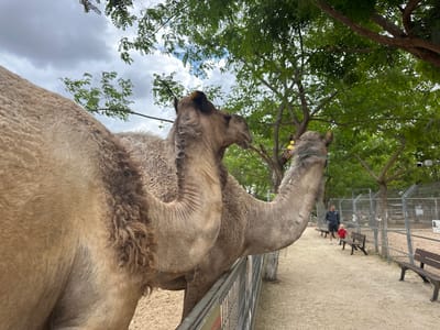 A medium, wide shot depicts two camels in a zoo-like setting. The camels are tan with a visible mane of darker brown, and they are partially obscured by a metal fence. The left camel is larger and closer to the camera. Behind the camels, a gravel path is visible with benches lining the side. A man in a blue jacket and shorts walks along the path with a child wearing a red shirt, away from the camera. In the background, there is a metal fence enclosure, and trees with green foliage surround the area. The sky is overcast. The location is Hod Hasharon, Israel.