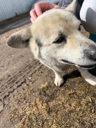 A close-up, high-angle shot shows a light-colored dog with dark markings on its face. A hand is seen touching the dog's head. The ground in the background is a mix of dirt and dead grass. The location is likely in Nor'ya, Russia.