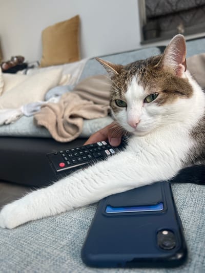 A tabby and white cat is lying on a couch, with its left paw extended over a dark blue phone case that has a blue card inserted into a slot. In front of the cat's paw, a person's hand is holding a black TV remote. The couch appears to be a light blue textured fabric. In the background, there are several pillows on the couch, one of which is a tan square pillow. The environment suggests a domestic setting, possibly a living room. This image does not depict Rotheux-Rimière, Belgium.
