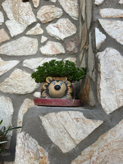 The image shows a small, decorative plant pot embedded in a stone wall. The wall appears to be constructed from irregularly shaped, light-colored stones held together by grey mortar. The plant pot is red and features a painted face with large eyes. A small, green plant with dense foliage grows out of the pot. Some greenery is growing below the plant pot, partially visible. The image was taken in Bukovlak, Bulgaria.