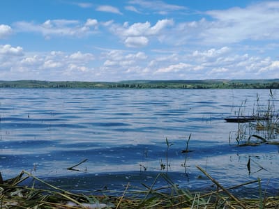 The image depicts a wide, tranquil lake under a bright blue sky dotted with fluffy white clouds. The water's surface is rippled, reflecting the sky and the distant, verdant shoreline. The shoreline is characterized by rolling hills covered in lush green vegetation, with scattered trees and what appear to be small clusters of buildings indicating a village or settlement. The foreground of the image features the edge of the lake, where dry reeds and green stalks of grass are gathered, some submerged in the water and others resting on the bank. A small, dark, flat object is partially visible in the water on the right side of the frame. The overall scene suggests a peaceful, natural landscape, likely in or near the city of Vatra, Moldova, given the reference to that location. There are no people or animals visible in the image, and no specific actions or interactions are taking place. The environment is that of a lake and its surrounding rural landscape under clear, cloudy weather.