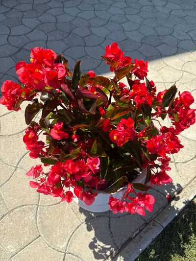 A pot of bright red begonia flowers sits on a paved patio in Ciuciuleni, Moldova. The pot is white and round, and it is filled with lush green leaves and numerous red blossoms. The flowers are delicate and have a ruffled appearance. The patio is made of light gray interlocking pavers, and a patch of green grass is visible to the right of the pot. The sun is shining brightly, casting shadows on the ground. The overall scene is one of natural beauty and outdoor living.