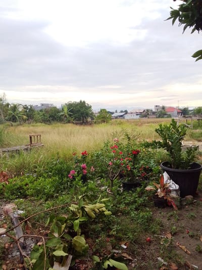 This image depicts a yard scene in Bireuen Meunasah Reuleut, Indonesia, with a focus on a garden area in the foreground and a residential area in the background under an overcast sky. The foreground is dominated by lush green foliage, several potted plants, and some fallen branches with leaves. Among the potted plants are flowering bushes with red and pink blooms. A large black plastic pot with a leafy green plant is prominent on the right side. To the left, a makeshift wooden structure, possibly a small pier or a bench, is visible amidst overgrown grass.
In the mid-ground, a field of tall, dry grass stretches towards a cluster of houses. These houses appear to be residential, with various roof colors including red, white, and blue, suggesting a typical village or suburban setting. Palm trees and other tropical vegetation are scattered throughout this area. The sky is uniformly grey and cloudy, indicating a lack of direct sunlight, possibly at dawn or dusk, or simply a cloudy day. There are no people visible in the image. The overall impression is of a somewhat unkempt but lived-in outdoor space, common in rural or semi-rural Indonesian landscapes.