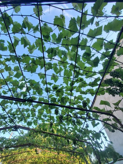 The image shows a grape arbor with green leaves and bunches of unripe grapes against a bright blue sky with sparse clouds. The arbor is constructed with metal poles and wires, forming a grid over which the grapevines are trained. The perspective is from below, looking upwards through the canopy of leaves. In the background, a white wall of a building is visible on the right side, and a blurred green landscape, likely more grapevines or other vegetation, is seen below the arbor. The scene appears to be outdoors, in a cultivated area, possibly a garden or vineyard. There are no people or animals visible in the image. The lighting suggests it is daytime, likely late morning or afternoon given the bright sky.