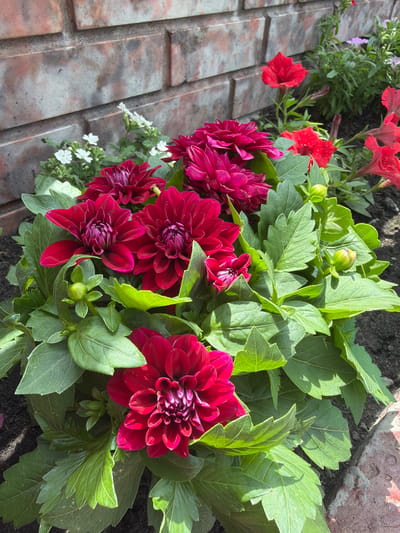The image depicts a close-up, outdoor view of several vibrant, deep red dahlia flowers in full bloom, interspersed with green foliage. The flowers have intricate petal structures and are arranged in a dense cluster. Several buds are also visible, suggesting ongoing growth. The plants are situated in dark soil, bordered by a rough, weathered brick wall in the background and a reddish brick edging along the bottom right. The lighting suggests a sunny day, casting shadows on the leaves and flowers. The scene appears to be a garden bed or planter. There are no people or animals present in the image. The location in Velyki Osniaky, Ukraine, is noted but not visually evident from the provided image alone.