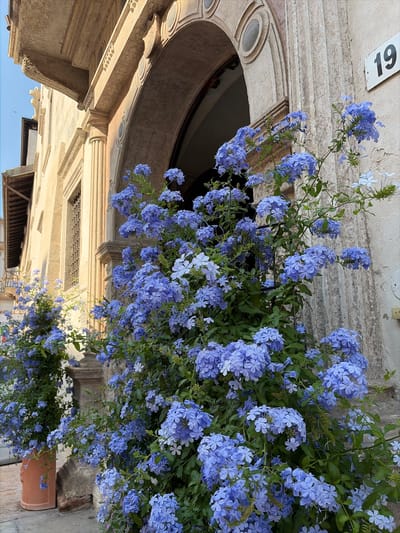 A vibrant display of blue plumbago flowers spills over a terracotta planter, cascading down beside an ornate building facade. The flowers, in clusters of five petals, create a soft, colorful curtain against the textured stone of the building. The architecture suggests an old-world charm, with carved details and rounded archways visible in the background. A white plaque with the number "19" is affixed to the wall above the flowers, providing a subtle address marker. The scene is illuminated by natural light, likely during the daytime, with a clear blue sky visible in the distance. The image captures a serene and picturesque moment, highlighting the beauty of nature intertwined with historical architecture in what appears to be a charming Italian setting, possibly Trento, Italy.