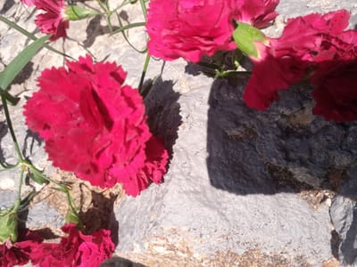 A close-up, high-angle shot captures several vibrant magenta carnations with serrated petals resting on a textured, light gray, roughly painted stone surface. The flowers are slightly out of focus, with the foreground flower being the sharpest. Green stems and leaves are visible, intertwining with the flowers. Shadows of the flowers and foliage are cast on the stone. The stone surface itself is irregular, showing patches of lighter and darker gray, as well as some reddish-brown discoloration in places, suggesting it might be an outdoor wall or rock formation. The lighting indicates a sunny environment, casting distinct shadows. There is no visible indication of Eltyubyu, Russia, or any specific location within a city.