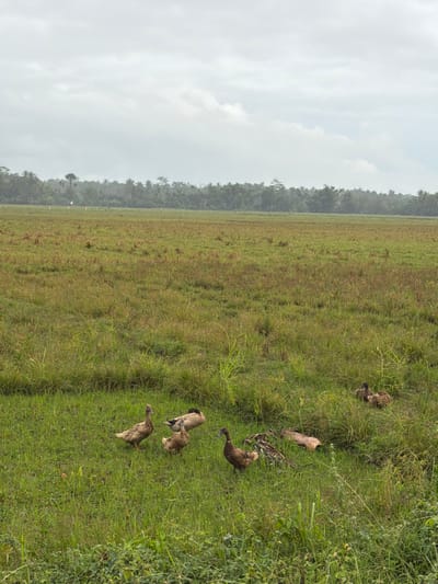 The image displays a wide, open agricultural field under an overcast sky in Keudekarieng, Indonesia. The field, occupying the majority of the frame, consists of varied green and brown grasses and weeds, suggesting either a fallow period or a harvested crop. In the foreground and mid-ground, a group of eight domestic ducks, primarily brown and greyish-brown, are dispersed across the grassy terrain, appearing to forage or rest. The ducks are positioned at different angles, some standing, others in a lower posture. The far background features a dense, dark green line of tropical trees, including discernible palm trees, forming the distant horizon. The sky is uniformly grey with heavy cloud cover. No human individuals or significant man-made structures are visible.