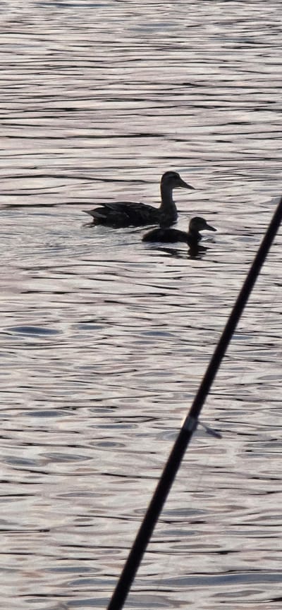 The image displays a pair of dark, silhouetted birds diving into rippling water, which is rendered with a painterly effect of vertical, wavy lines of light and dark gray and white. A dark, diagonal line, possibly a wire or a thin branch, cuts across the upper right portion of the frame. The water's surface is textured and reflects light, creating a dynamic and abstract background. The birds appear to be in mid-dive, with one bird's head and neck clearly visible, and the other partially submerged. The overall impression is one of motion and the natural interaction of wildlife with its environment. The context of Mazyr, Belarus, suggests a natural setting, likely a body of water such as a lake or river. The lighting and the play of light on the water suggest it might be daytime, possibly sunny. There is no visible text in the image.