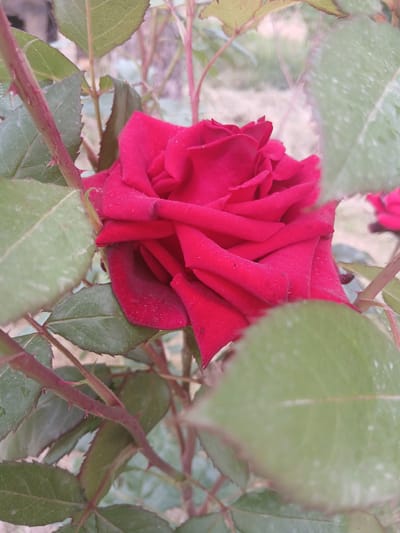 A close-up, eye-level shot focuses on a vibrant red rose bloom nestled amongst its green leaves and thorny stems. The rose, with its velvety petals unfurling in a tight spiral, is the primary subject, its rich color contrasting with the muted tones of the surrounding foliage. Some of the leaves appear slightly dusty or marked with white specks. Thorny stems, tinged with red, run through the frame, adding a textural element. The background is softly blurred, hinting at a natural outdoor setting with a hint of greenery and light. The overall impression is one of natural beauty and intricate detail within a garden environment. There is no visible text.