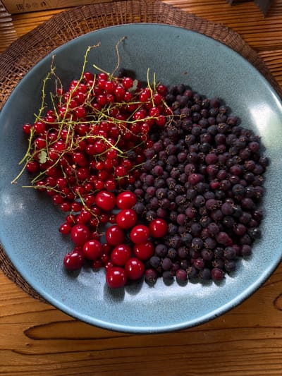 A top-down, medium shot captures a light blue, textured ceramic bowl filled with two distinct types of berries, resting on a dark brown woven placemat. The bowl is positioned slightly off-center to the left on a wooden table with visible grain. The berries are divided into two approximately equal halves within the bowl. The left side is filled with bright red currants on their delicate green stems, some clustered and others spread out. The right side of the bowl contains a dense pile of dark purple or black berries, possibly blueberries or saskatoons, with small, dried stems visible on many of them. The lighting casts subtle shadows, highlighting the textures of the berries and the bowl. The background shows a portion of a cardboard box with visible text and symbols, including the letters "EAC". The overall scene suggests a natural, possibly domestic setting, with no people or overt actions. The location is not specified within the image itself.