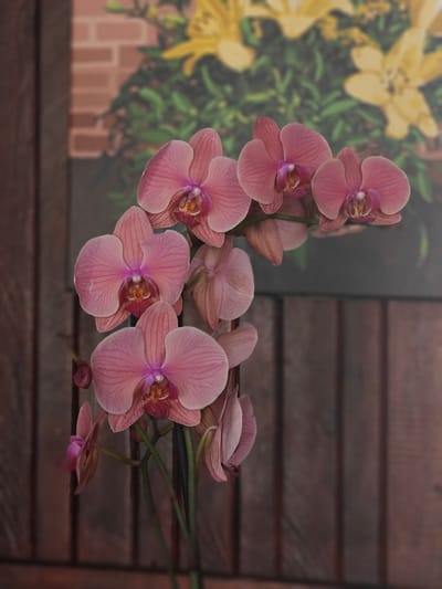 A cluster of delicate pink orchids with a hint of magenta in their centers is the primary subject of this image. The flowers are in various stages of bloom, with some fully open and others still unfurling. They are arranged on a stem, with several blooms facing the viewer and others angled away. The background is softly blurred, revealing elements that suggest an indoor setting with a hint of natural light. A vertical wooden surface, possibly a wall or furniture, forms the immediate backdrop, with a brick-like pattern and some out-of-focus yellow flowers on green foliage visible further behind. The overall impression is one of serene beauty and natural elegance. The image is a still life composition of a single plant, with no people or animals present.