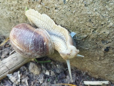 A snail is positioned on a rough, textured stone surface. The snail's shell is a dominant feature, displaying a spiral pattern and shades of brown with lighter streaks. Its body is light-colored and textured, with a prominent stalk-like appendage extended forward. The background consists of the stone, which appears weathered and uneven, and the ground below, which is composed of dark soil with scattered debris including small twigs and what appears to be dried leaves. The lighting suggests it is daytime. The image does not provide any visual information about the city of Voroshylivka, Ukraine.