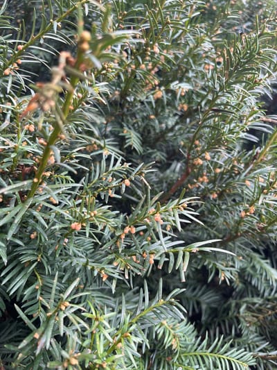 A close-up view depicts dense evergreen foliage from a coniferous plant, located within Cajetina Municipality, Serbia. The plant exhibits numerous dark green, flattened, linear needles, approximately 1-2 centimeters in length. Distributed along the branches and among the needles are numerous small, spherical to ovoid reproductive structures, light brown to tan in color, consistent with male pollen cones. Some underlying branches show a reddish-brown hue. The foliage appears damp or wet. No individuals, animals, or artificial objects are visible. The scene is static, capturing the botanical details of the plant.