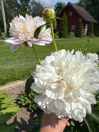 The image captures a close-up view of two large peonies in a garden. The foreground is dominated by a fully bloomed white peony, held by a hand. Behind it, a lighter pink peony is also in bloom, with a green bud on a stem above it. In the background, a red wooden house with a dark roof is visible, surrounded by manicured green lawn and trees. The setting appears to be a residential area, possibly a dacha or private home, consistent with locations in and around Chudovo, Russia, where such homes and gardens are common. The overall impression is one of a tranquil summer day.