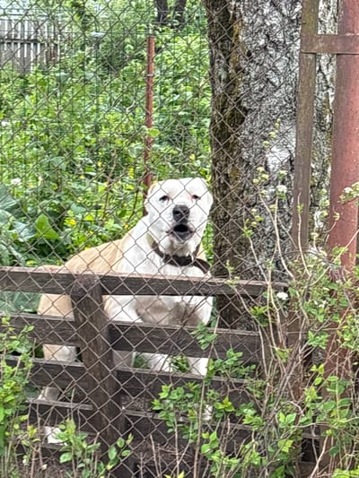 The image depicts a light-colored dog with black markings around its eyes standing behind a weathered fence. The fence is made of wood and wire mesh, partially obscured by greenery. Behind the fence, there's a tree trunk and more dense green foliage. The location is implied to be Ulyanovka, Russia. No people are visible. The dog is wearing a collar.