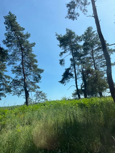 The image shows a low-angle view looking up at pine trees against a clear blue sky. The trees are tall and slender with sparse branches and needles, typical of pine species found in Belarus. The scene is dominated by the natural elements of trees and sky.
On the right side of the image, a dense field of tall green grass extends into the distance. The grass is unevenly lit, suggesting the sun is high in the sky, possibly late morning or early afternoon. There are no people or man-made objects visible in the scene. The overall impression is one of a serene, natural landscape. The location context provided, Слабодкаўскі сельскі Савет, Belarus, suggests this is likely a rural area. The weather appears to be clear and sunny. There is no visible text in the image.