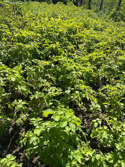 The image depicts a field of healthy, vibrant green potato plants under bright sunlight. The plants are bushy and well-developed, with lush foliage covering the dark soil. The rows of potato plants stretch into the distance, creating a dense green carpet. The scene appears to be a cultivated agricultural area, likely a farm or garden. The presence of sunlight suggests it is daytime. The background shows hints of trees and possibly other vegetation, contributing to a natural, rural environment. The image does not contain any people or animals. The location is specified as Labinsk, Russia.