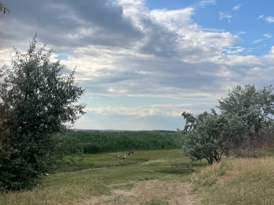 The image depicts a rural landscape under a cloudy sky. In the foreground, a dirt path winds through dry, grassy terrain. To the left, a large tree with silvery-green foliage dominates the frame. To the right, another tree of similar appearance, but with more visible branches, stands on a higher, dry embankment.
In the middle ground, a lush green field stretches out, bordered by a dense growth of reeds or tall grass. Within this field, two white birds, likely storks, stand near each other. Further into the field, a donkey grazes. The background consists of a distant, hazy horizon line, suggesting hills or mountains. The overall impression is one of a tranquil, natural setting.
The location is identified as the city of Manta, Moldova, though specific landmarks or urban elements are not present to confirm or elaborate on this detail. The image is a photographic capture of this natural scene.