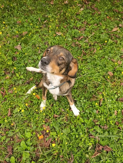 An adult dog sits on a grassy area dotted with small yellow flowers and fallen leaves. The dog has brown and white fur, with distinctive markings on its face and body. It is wearing a collar and leash. The dog is looking upwards and to its right, with one front paw raised. The scene is outdoors, with lush green grass and vegetation. The location of this image is the city of Didi Jikhaishi, Georgia.