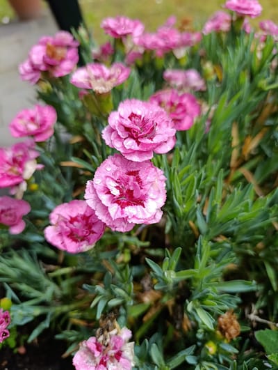 The image displays a close-up of a cluster of pink carnations with green foliage. The flowers are detailed, showing water droplets on their petals and a distinct pink and darker pink/red center. The foliage is dense and appears healthy. The background is blurred, suggesting an outdoor setting. The image was taken at the public garden located on the corner of Frankfurter Straße and Römerstraße in Dietzenbach, Germany.