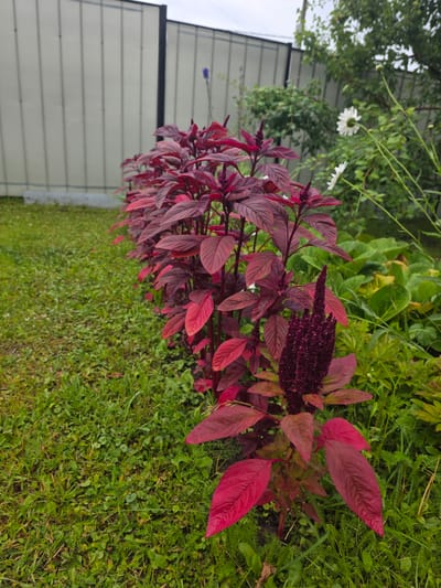 In a garden setting, a row of deep red amaranth plants with dark red flower spikes lines a grassy lawn. The plants are in the foreground and midground, with their striking foliage extending towards the viewer. In the background, a light-colored, vertical-paneled fence creates a boundary. Beyond the fence, lush green trees and foliage are visible, with a glimpse of a cloudy sky overhead. Two white daisy-like flowers are also present amongst the greenery to the right of the amaranth. The scene is devoid of any people or animals, focusing solely on the natural elements of the garden. The location is identified as Проводник, Russia.