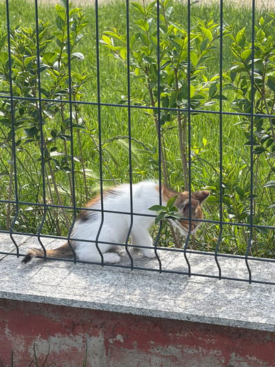 In Tsarkva, Bulgaria, a small domestic cat, predominantly white with brown and orange calico markings, is observed on a light gray, speckled granite ledge. The cat's head is lowered, indicating a sniffing or exploratory action on the surface. A dark-colored metal mesh fence, characterized by vertical bars and curved horizontal segments, stands directly behind the cat and ledge. Beyond the fence, a dense arrangement of bright green shrubs with prominent leaves is visible, set against a background of green grass. Below the granite ledge, a weathered, reddish-brown concrete wall exhibits peeling and discoloration. The scene is brightly illuminated by direct sunlight.