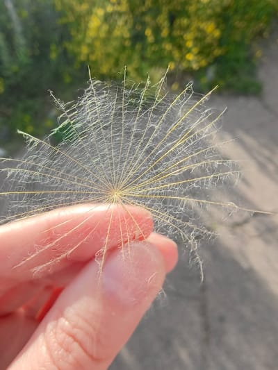 A close-up shot shows a person's fingers holding a dandelion seed. The seed is predominantly white and feathery, with a delicate structure radiating outwards from a central point. The background is blurred, featuring a mix of green foliage, yellow blossoms, and a grey, textured surface that appears to be asphalt or concrete. The lighting suggests it is daytime, with sunlight casting shadows. The image is cropped to focus on the seed and the fingers supporting it, with the surrounding environment acting as a soft bokeh. There is no discernible location information available within the image itself to confirm it being in Shyroka Dacha, Ukraine.