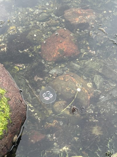 This media file shows a shallow body of water, likely a tide pool or a very calm coastal area in Stavanger, Norway. The scene is predominantly composed of rocks of various sizes and colors, ranging from reddish-brown to grey, interspersed with dark green seaweed and lighter colored marine growth. A single, translucent jellyfish with visible internal structures, possibly a bell and oral arms, floats near the center of the frame. Its bell is round and appears to have some pinkish markings within. Thin, light-colored strands, possibly plant stems or algae, drift in the water, with one extending across the scene and another partially visible at the bottom right. The water is somewhat murky, allowing visibility of the substrate beneath. The lighting suggests it could be daytime, with overcast or diffused light, as there are no harsh shadows. The overall impression is of a quiet, natural marine environment. No people or text are visible in the image.