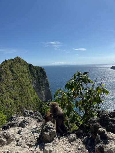 From an elevated position in Bunga Mekar, Indonesia, the image captures a natural scene. The foreground features rocky terrain where two monkeys are resting. To the left, lush green vegetation covers a steep cliff face, which drops toward the ocean. Beyond the cliff, the blue waters of the ocean stretch to the horizon under a clear, cloud-streaked sky.