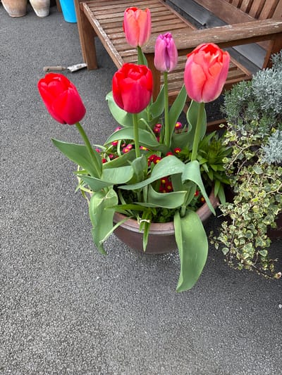 Observed is an outdoor scene featuring a planter containing tulips, small daisies, and other greenery. Five tulips are visible; three are red, one is pink and orange, and one is purple. The planter is brown and sits on a paved surface. A section of a wooden bench is also present on the upper left. A small gardening trowel is adjacent to the bench. The location is presumed to be in Longden, United Kingdom, based on external context. No people are visible in the image.