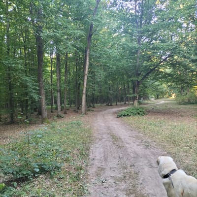 The image depicts a dirt road winding through a deciduous forest. The road is lightly trafficked, with tire tracks visible in the dirt. The trees are tall and densely packed, with green leaves indicating a summer or early autumn setting. The forest floor is covered in a layer of fallen leaves and sparse vegetation. In the foreground, on the right side of the road, a light-colored dog wearing a black collar is facing away from the camera and looking down the road. The scene is consistent with a natural area located within or on the outskirts of Perepilchyntsi, Ukraine.