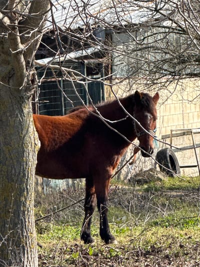 The scene depicts a reddish-brown horse standing outdoors in Zdravets, Bulgaria, on what appears to be a sunny day. The horse is positioned facing slightly right, with its left side partially obscured by the thick, bark-covered trunk of a leafless tree in the foreground on the left. The horse wears a bridle with a light blue detail on the headstall and exhibits a white blaze on its forehead. Its mane and tail are dark brown. The ground beneath the horse and tree consists of sparse dry grass, some green vegetation, and scattered bare twigs. In the background, a light-colored building with a corrugated metal roof is visible. A dark, possibly grated, window or opening is present on the building's left section. To the right, another section of a building, constructed from light-colored block-like material, is visible, with a dark tire resting on its side near the wall. A light-colored, possibly metal, frame or ladder-like structure leans against this wall. Numerous bare tree branches extend across the upper portion of the frame, partially obscuring the background. No people are visible.