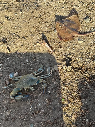 The image captures a top-down view of deceased marine life lying on a sandy and rocky ground. In the upper left, a flattened, brownish-tan ray or skate is visible, appearing dried with its tail extending upwards. Towards the center of the frame, a small, slender, light-colored fish is partially obscured by shadows. In the lower right, an intact blue crab lies on its back, displaying its pale underside and the distinctive blue coloration on its claws and legs.
The ground surface is a mix of light-colored sand, darker patches of dirt, scattered small grey and white pebbles, and numerous reddish-brown, elongated organic debris, possibly dried vegetation or pine needles. Strong, distinct shadows are cast across the ground, indicating bright sunlight, likely from a low angle, suggesting either morning or late afternoon. The scene is devoid of human activity or visible text. The context suggests this is an outdoor setting near a body of water in Bratica, Montenegro.
