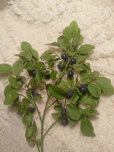 The image shows a sprig of blueberries with green leaves on a textured, cream-colored background. The blueberries are dark blue and round, and some are clustered together. The leaves are oval-shaped and have serrated edges. The sprig is arranged in a way that suggests it has been laid on the surface. The background appears to be a soft, fluffy material, possibly a blanket or rug. The lighting is dim, casting subtle shadows. The image was taken in Grudziądz, Poland.