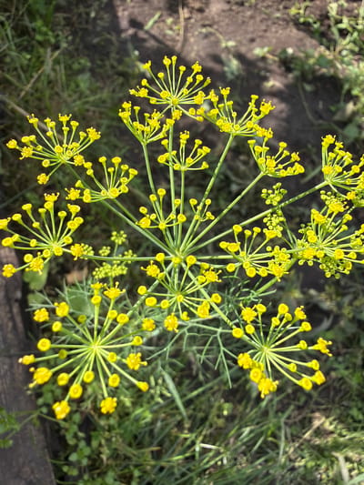 In the city of Sibirskiy Sadovod, Russia, a close-up shot captures a cluster of dill flowers in bloom. The small, bright yellow flowers are arranged in umbrella-like clusters at the ends of thin green stems, creating a delicate, starburst pattern. The background is a blur of green foliage and dark soil, suggesting a garden or natural outdoor setting. The lighting appears to be natural sunlight, casting soft shadows and highlighting the vibrant yellow of the blossoms.
