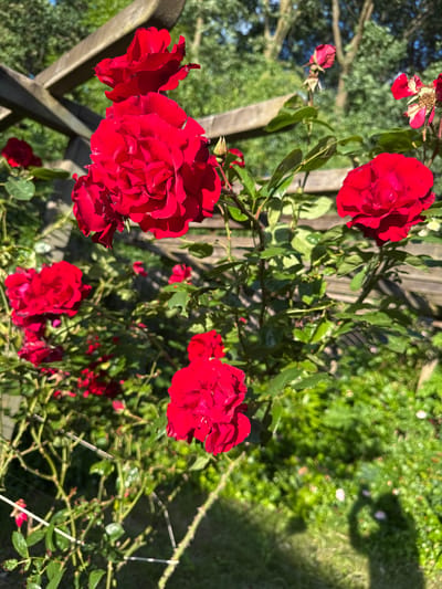 In Herford, Germany, a close-up shot captures a cluster of vibrant red roses in a garden, bathed in bright sunlight. The roses, in various stages of bloom, are the central focus, with their velvety petals and deep red hues dominating the foreground. Green leaves and thorny stems form the supporting structure of the rose bush. In the background, a weathered wooden pergola provides a rustic element, its horizontal beams partially obscuring the lush green foliage and trees beyond. The ground is covered in a carpet of green grass, dotted with fallen rose petals, and a subtle shadow of a person taking the photograph is visible on the right side of the frame. The overall impression is one of a serene and beautiful summer garden scene.