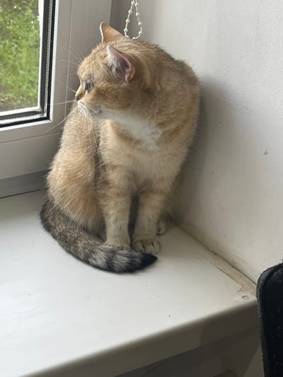 A ginger and grey British Shorthair cat sits on a white windowsill, looking out a window. The cat is facing left, with its body angled towards the right. Its fur is short and dense, with distinct tabby markings on its tail. The windowsill is clean and appears to be made of painted wood or plastic. Behind the cat, a white wall is visible, and to the left, the green foliage of trees can be seen through the window. The overall scene suggests a domestic indoor environment. The location is the city of Orsha, Belarus.
