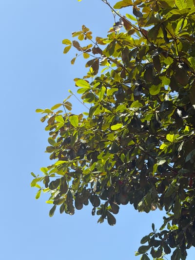 The image shows a close-up of green leaves against a bright blue sky. The leaves are varied in color, with some appearing a lighter green and others a darker shade, suggesting they are lit by sunlight from different angles. The leaves are ovate with slightly wavy edges and are attached to thin, dark branches. The background is a clear, cloudless sky, indicating a sunny day. The perspective is from below, looking up into the canopy of a tree. The scene is consistent with a natural outdoor setting, possibly a park or a residential area in Pasekaran, Indonesia, where such foliage is common. There are no people or other discernible objects or actions in the image.
