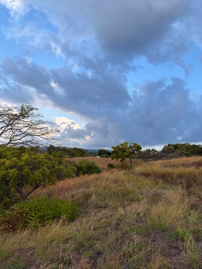 A vertical, eye-level shot captures a landscape under a cloudy sky. The foreground is dominated by dry, golden grasses and green shrubs. A leafless tree with sparse branches extends from the left edge into the frame. In the mid-ground, a small tree with green foliage stands amidst more dry grass. Further back, a line of dense green trees forms a distant treeline, and a small white structure, possibly a building or tent, is visible near the center of the frame in the distance. The background consists of rolling hills and a sky filled with a mix of gray and white clouds against a bright blue backdrop. The scene suggests an outdoor environment, possibly a park or natural area, in Kubutambahan, Indonesia.